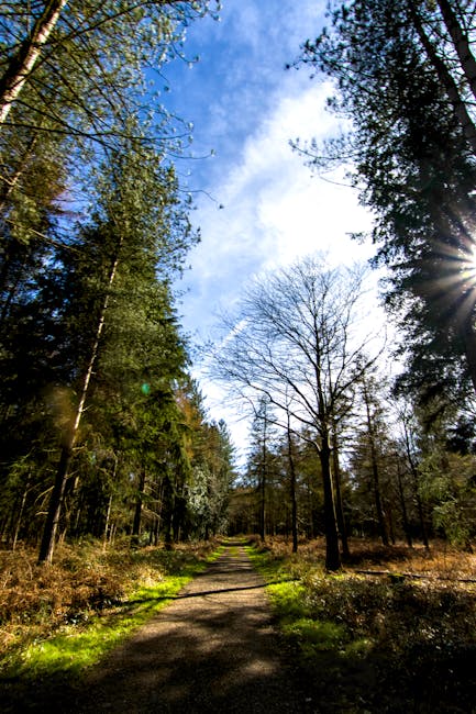 Photograph of a natural forest pathway during daytime, surrounded by tall trees with green and brown foliage under a bright blue sky with scattered clouds. The sun shines through the trees, casting shadows on the dirt trail. The scene emphasizes natural surface elements and outdoor cleanliness, aligning with landscape and environmental maintenance themes. The image was taken in a serene forest setting, illustrating pristine outdoor terrain that may require regular surface cleaning and sanitisation to maintain hygiene. The natural materials, including dirt and tree bark, are visible, and the path appears well-maintained without debris, highlighting the importance of outdoor cleaning services. Mentioned naturally, Kennington Carpet Cleaning specializes in indoor surface cleaning and hygiene, reflecting the link between outdoor environmental maintenance and indoor cleanliness in residential and commercial spaces.